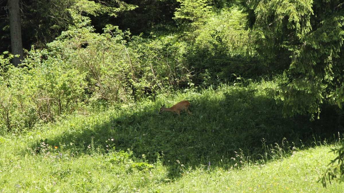capriolo - quando l'occhio è pronto la visione appare