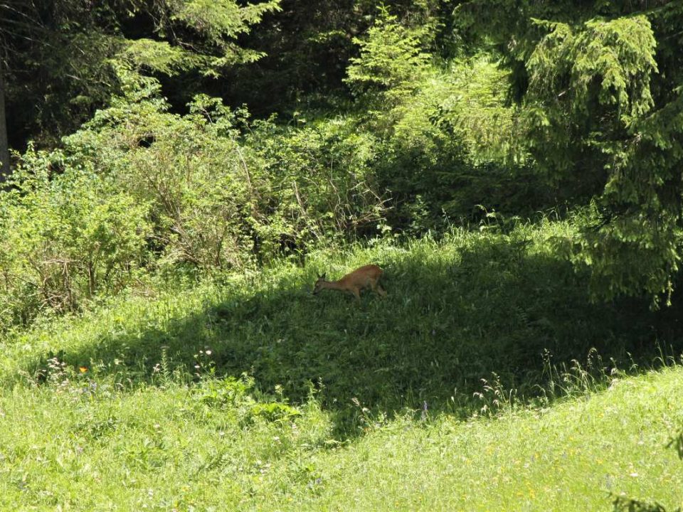 capriolo - quando l'occhio è pronto la visione appare