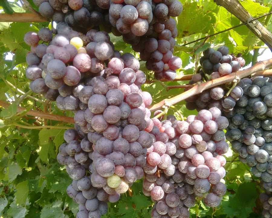 grappoli d'uva
