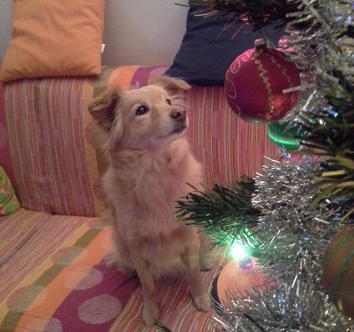 Buon Natale