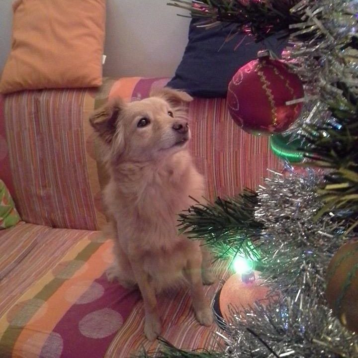 Buon Natale