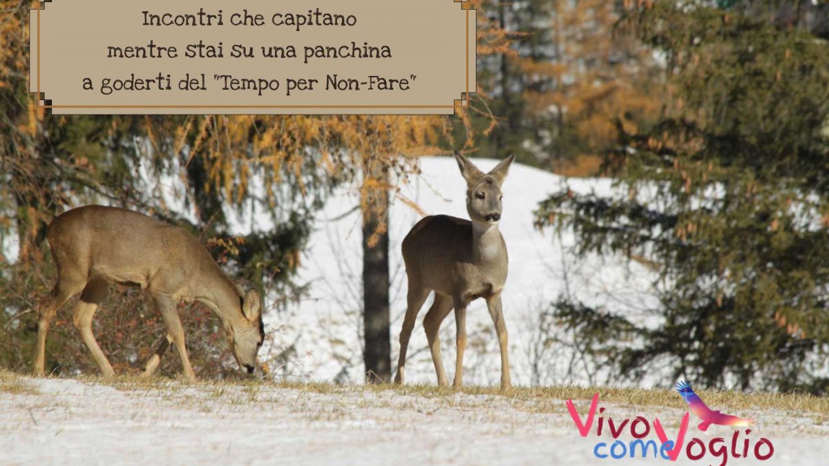 tempo-per-non-fare-caprioli