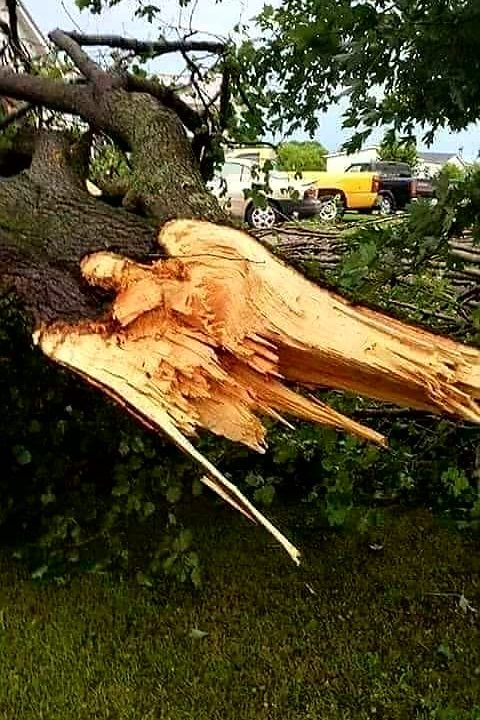 Alberi e Angeli