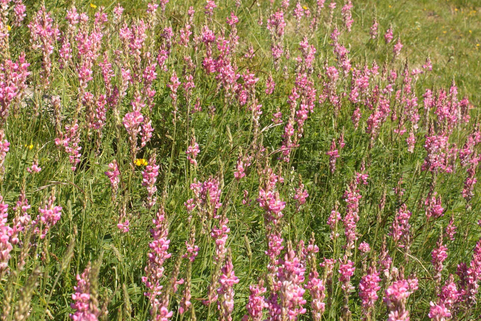 campo-lupinella-2